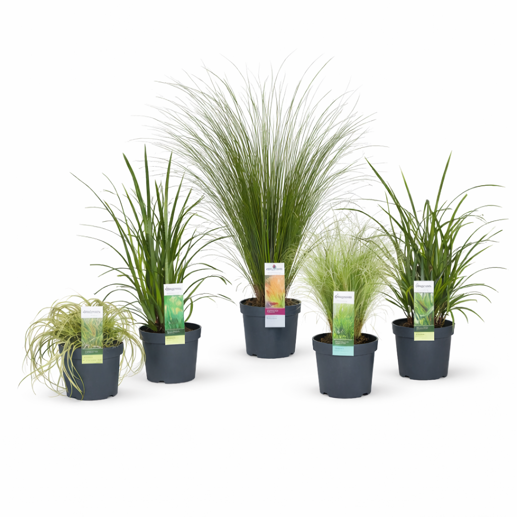 Carex categorie